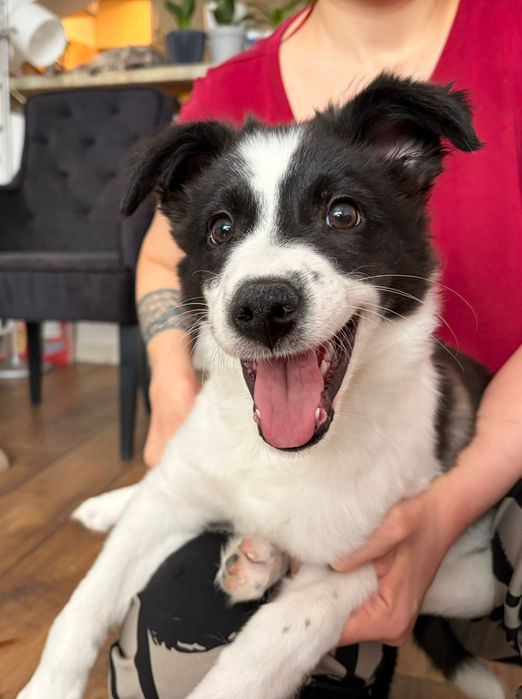 Щенок ищет любящую семью