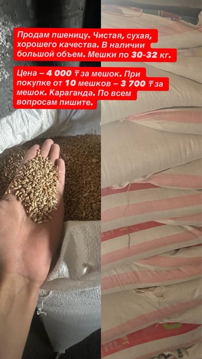 Продам зерно пшеницы в мешках