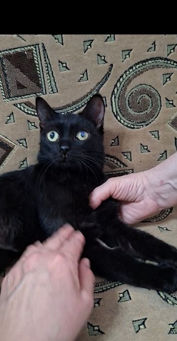 Молоденькая кошечка Чара в добрые руки!