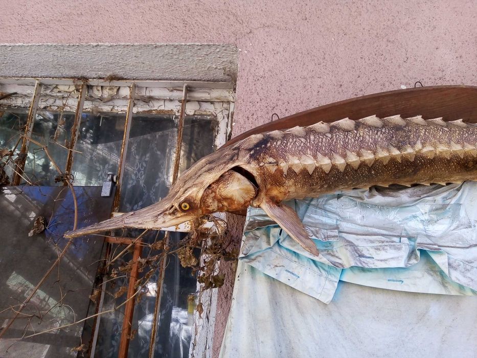 Голяма препарирана риба есетра, 117 см, Винтидж