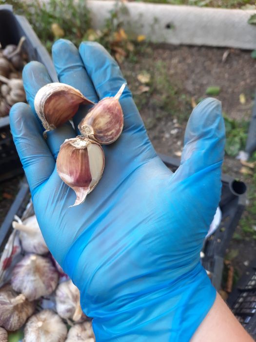 Продам домашний чеснок