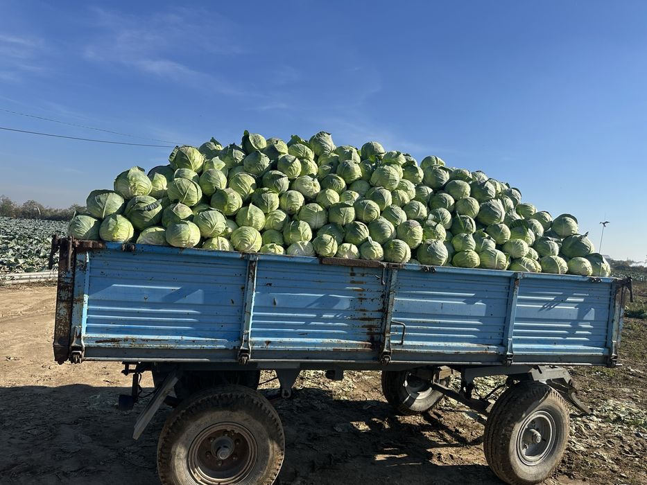 Varza de consum si animale