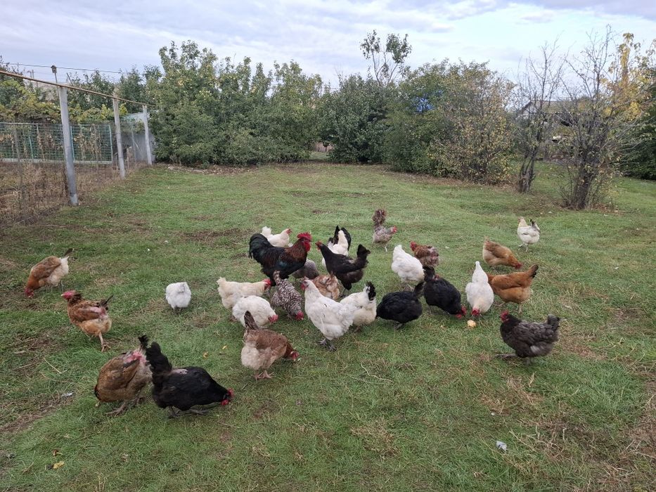 Продам домашних кур.