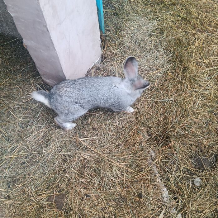 Vind schimb iepuroi 7.5  kg