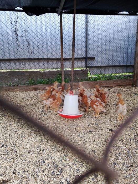 Цыплята Ломан Браун