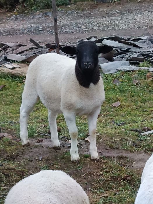 Oi dorper de vânzare