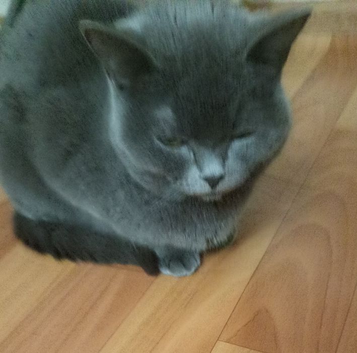 Отдам кошечку в хорошие руки