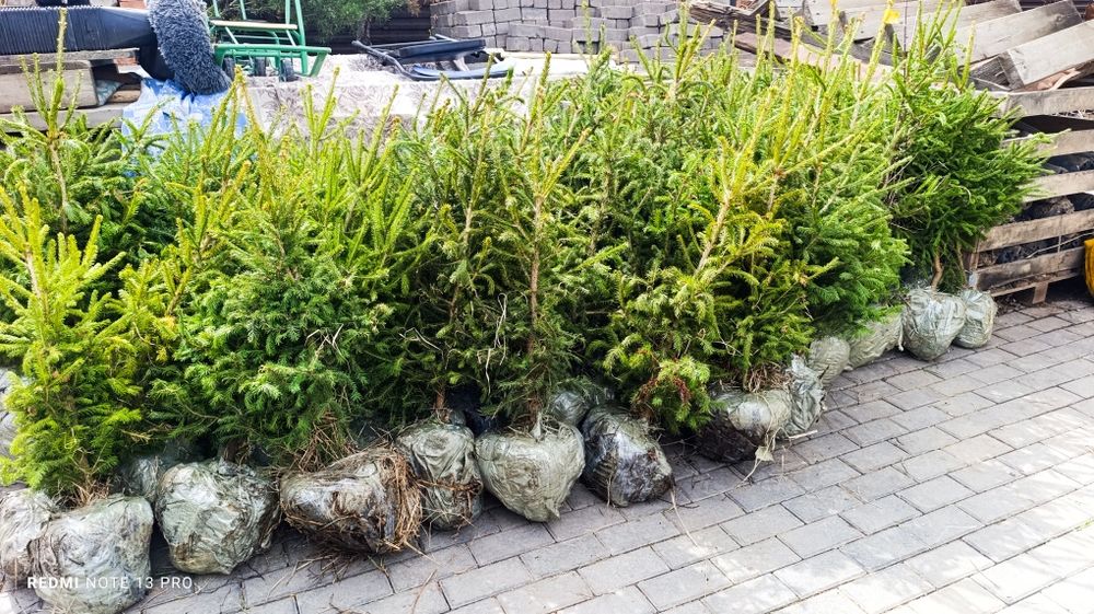 Ель сибирская разного размера
