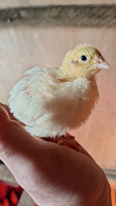 Pui de prepeliță la 2 săptămâni giganta polara ,japoneza mare,jumb
