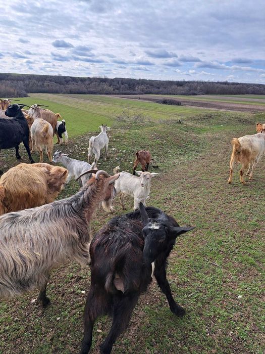 Vând iezi și capre!