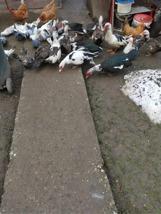 Vand rate de casa mute crescute bio