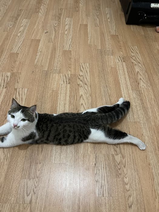 Отдам хорошие руки