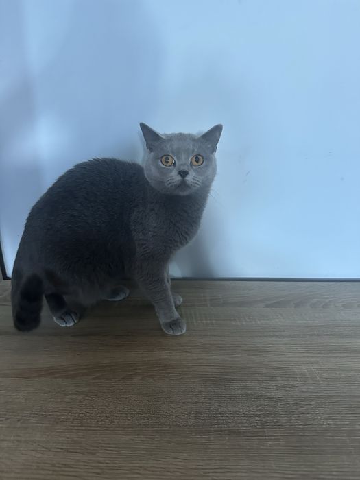 Британска късокосместа на 2 г.