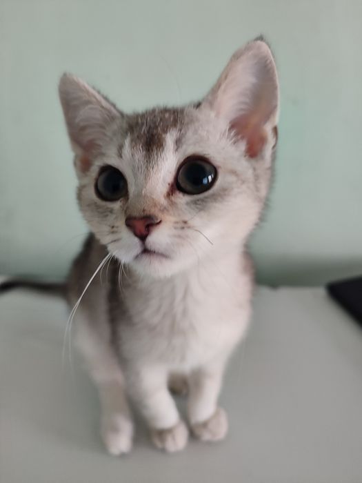 Кошкаа продается