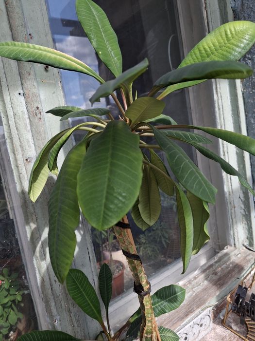 Комнатные растения и цветы