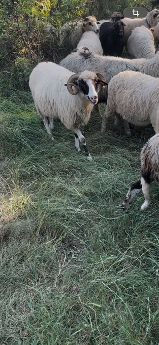 Vând oi bune de ținut
