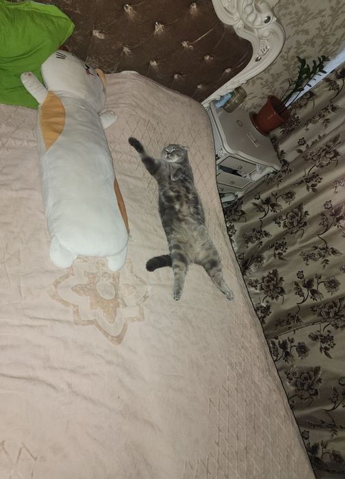 Отдам в добрые руки веслоухого кота