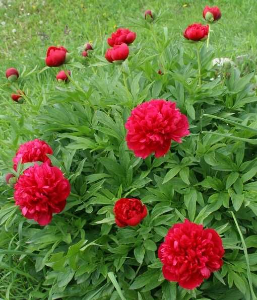 Червен Божур и Брахея Армата,Мексиканска Синя Палма