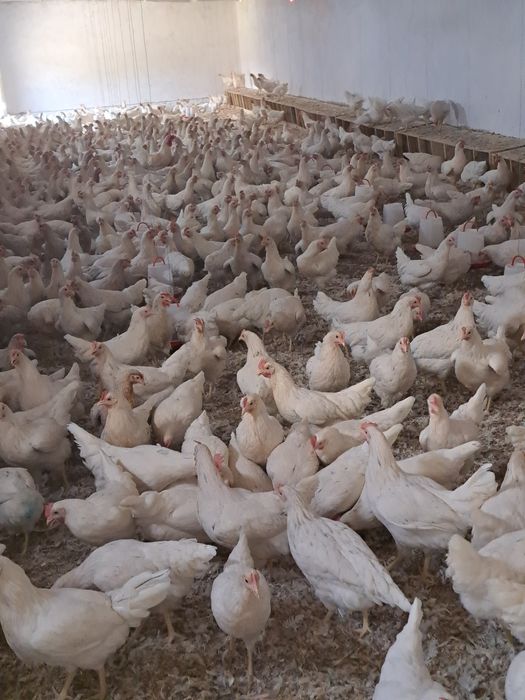 Куры Несушка Коралл