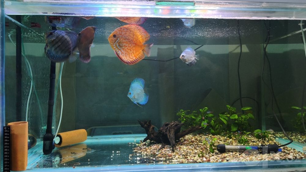 Diskus sotladi 4 ta dona razmer 16 smdan 18 smgacha
