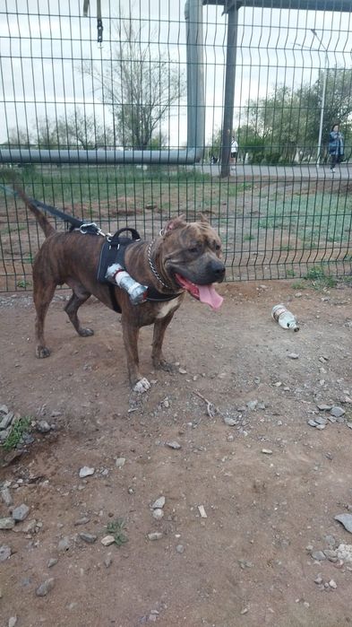 Вязка стаффордширский терьер