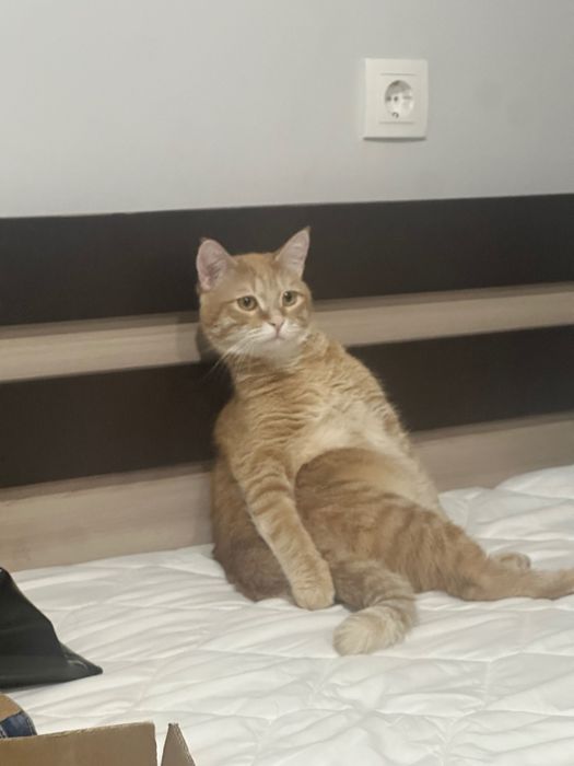 Ищем дом для кота
