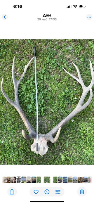 Рога еленови запазени