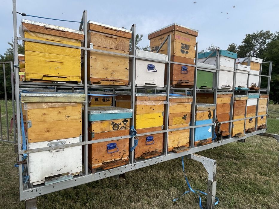 Cutii pentru familiile de albine 10 rame ,lichidare stupina