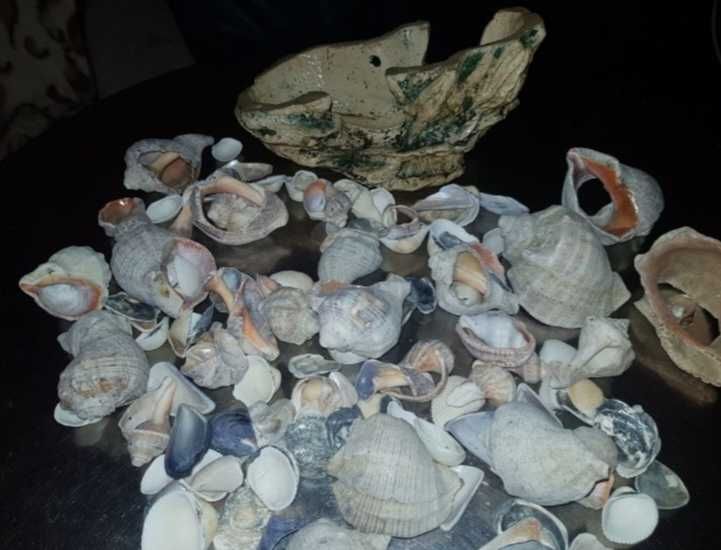 Piatra decorativa si scoici pentru acvariu