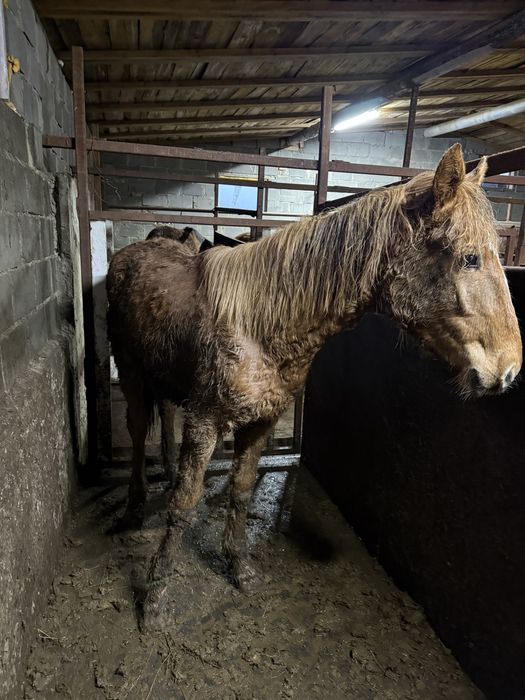 Лошади на развод