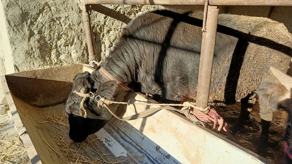 Buqalar sotiladi 22 milliondan