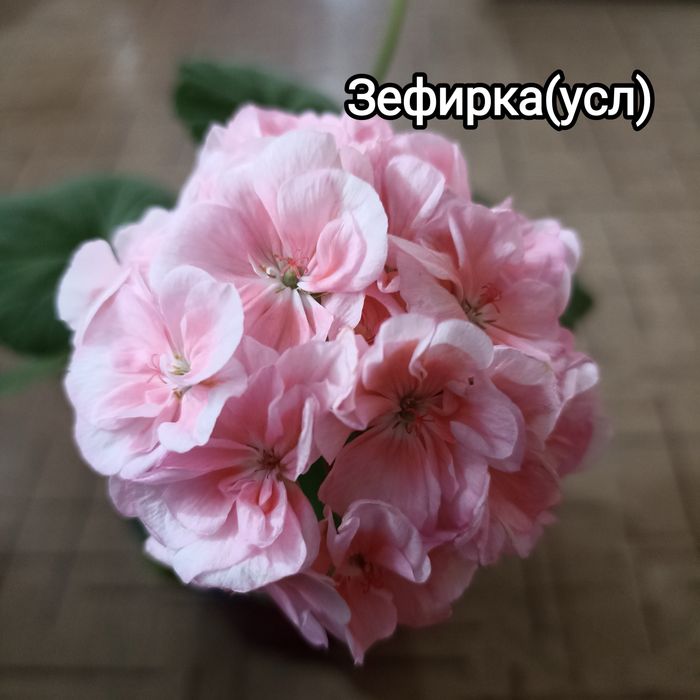 Черенки пеларгонии укорененные