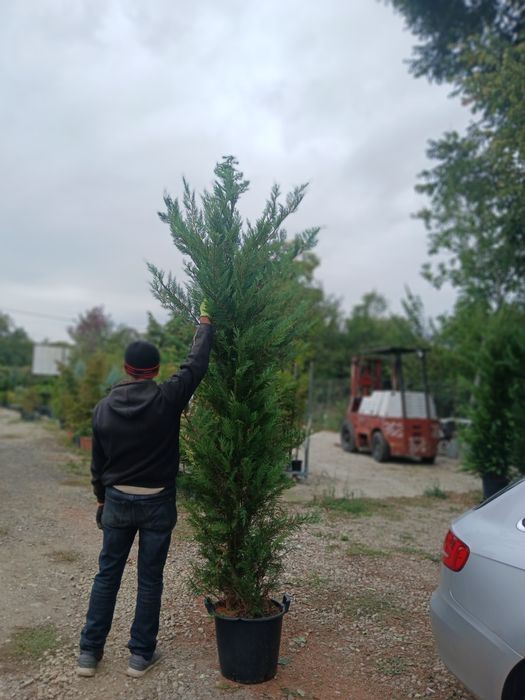 Super oferta leilandi 3m80 4 250 ron