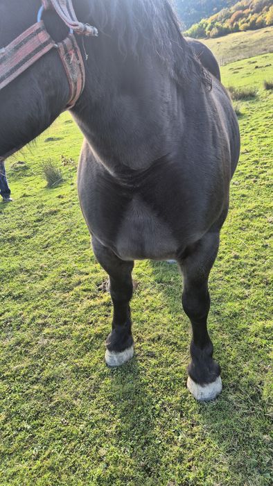 Iapa neagra de vanzare