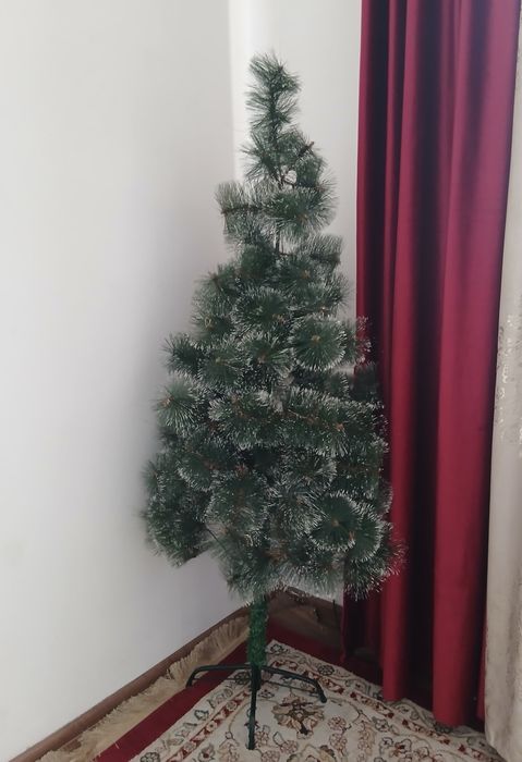 Шырша сатылады биіктігі 1.5м