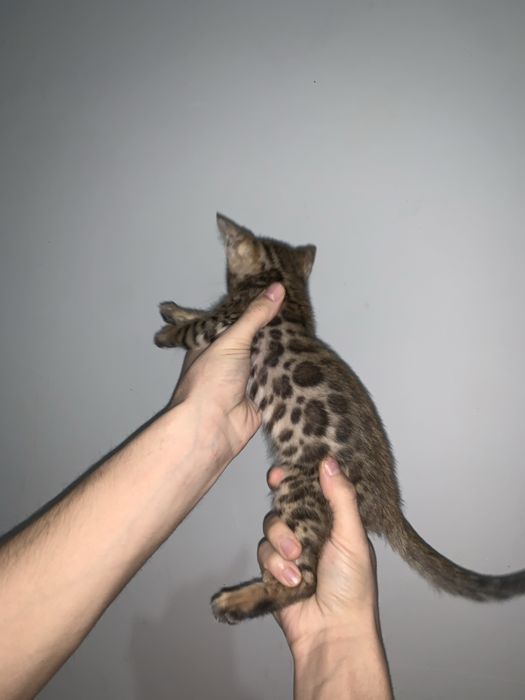 Бенгал кошка Продаю