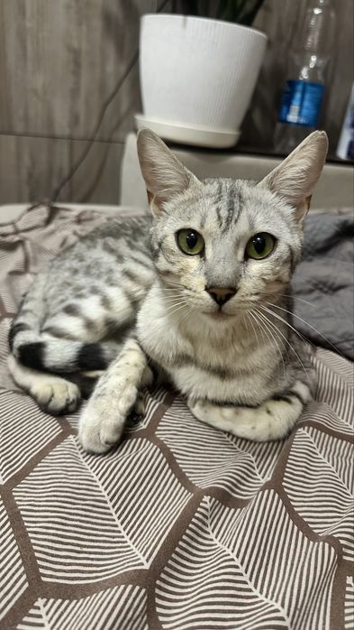 Котята полубенгалы