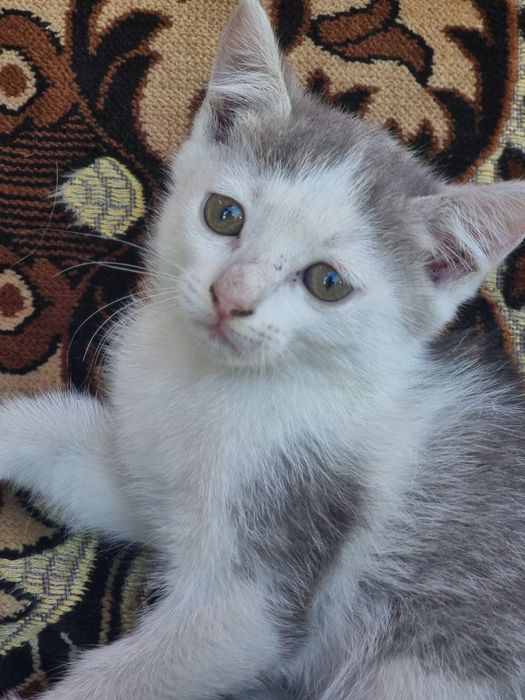 Отдам котят в добрые руки