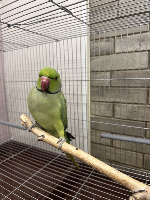 попугаи ожереловый