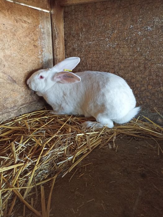 Vand sau schimb iepuri hycole francez