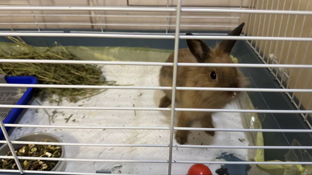 Декоративный кролик