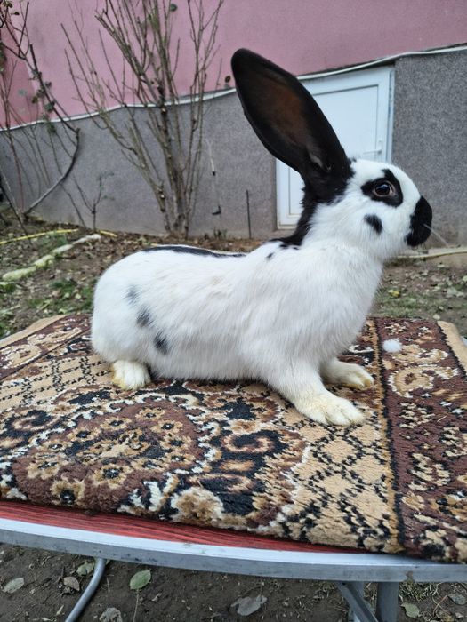 Mascul Pestriț German