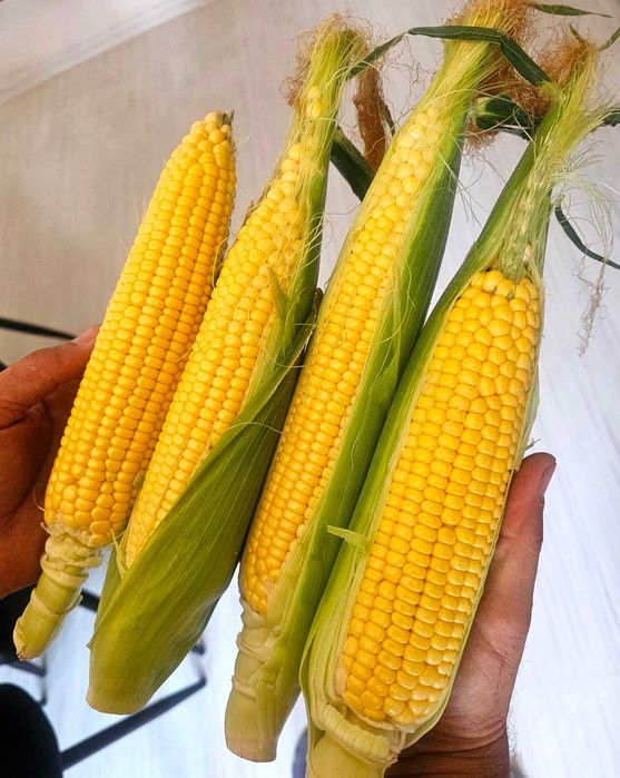 Продавам сладка царевица сорт "Месинджър"