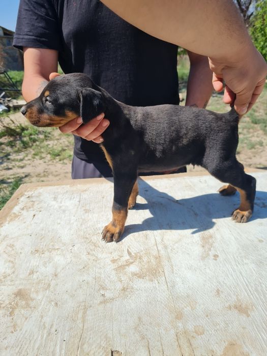 Распродажа девочек доберман