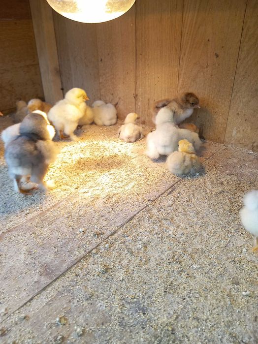 Pui brahma diferite culori