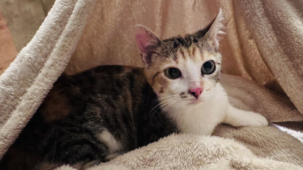 котенца от Созопол