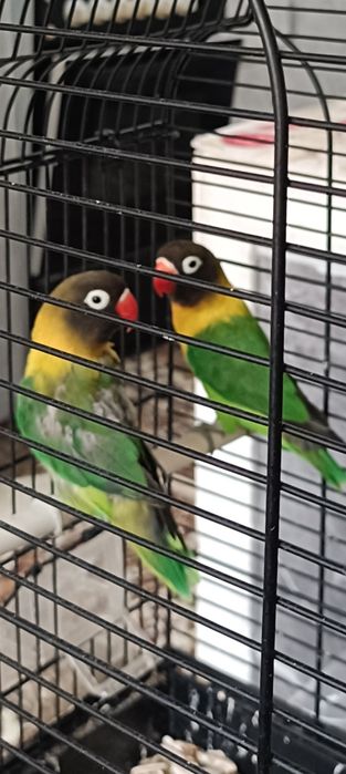 Попадается папугае неразлучкп