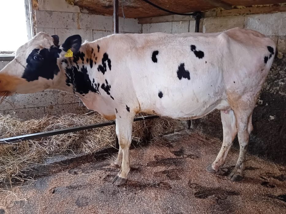 De vânzare Holstein