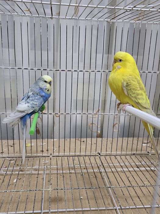 Попугай немец нар мода