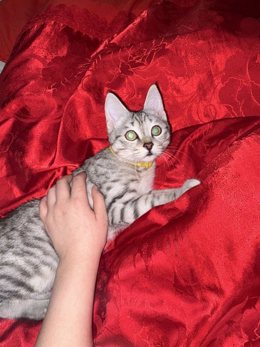 Отдам даром!!! дарим в любящих руках